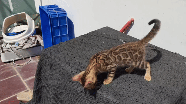Mèo Bengal đực 2 tháng. Mua bán Mèo tại Quận 12 Tp Hồ Chí Minh được đăng bởi Hữu thịnh hình 1