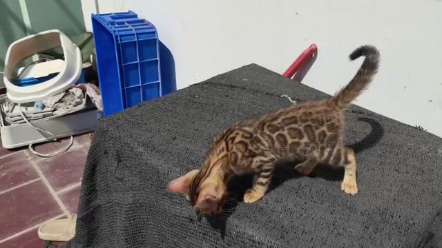 Mèo Bengal đực 2 tháng. Mua bán Mèo tại Quận 12 Tp Hồ Chí Minh được đăng bởi Hữu thịnh hình 1
