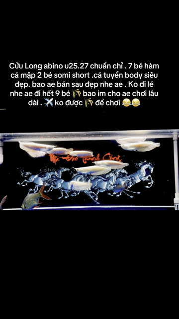 Cá cảnh Ngân abino Vàng. Mua bán Thú cưng khác tại Quận Phú Nhuận Tp Hồ Chí Minh được đăng bởi Huynhthanhvinh hình 1