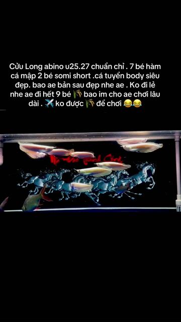 Cá cảnh Ngân abino Vàng. Mua bán Thú cưng khác tại Quận Phú Nhuận Tp Hồ Chí Minh được đăng bởi Huynhthanhvinh hình 1