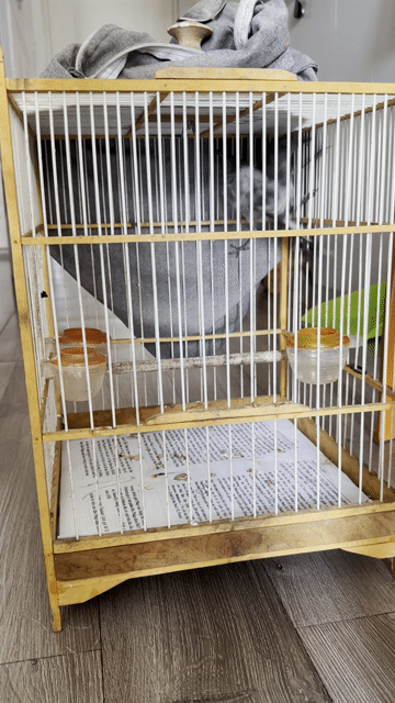 Chim Than Trống chuyền ăn cám , có ship. Mua bán Chim tại Quận Sơn Trà Đà Nẵng được đăng bởi Thanh hưng hình 1