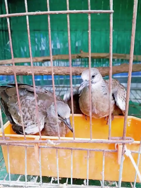 Cặp Malaysia Ăn Cứng . Mua bán Chim tại Huyện Lấp Vò Đồng Tháp được đăng bởi PH Dinh hình 1