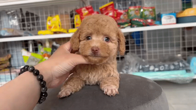 Chó Poodle 3 tháng tuổi. Mua bán Chó tại Thành phố Tân An Long An được đăng bởi Việt hình 1