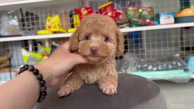 Chó Poodle 3 tháng tuổi. Mua bán Chó tại Thành phố Tân An Long An được đăng bởi Việt hình 1