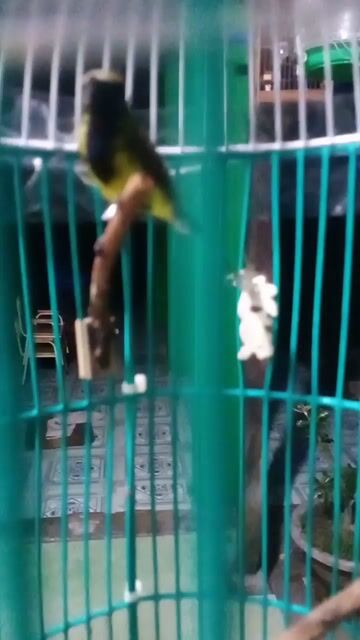 Chim cảnh sọc đực 5 tháng. Mua bán Chim tại Huyện Nhà Bè Tp Hồ Chí Minh được đăng bởi Thông  hình 1