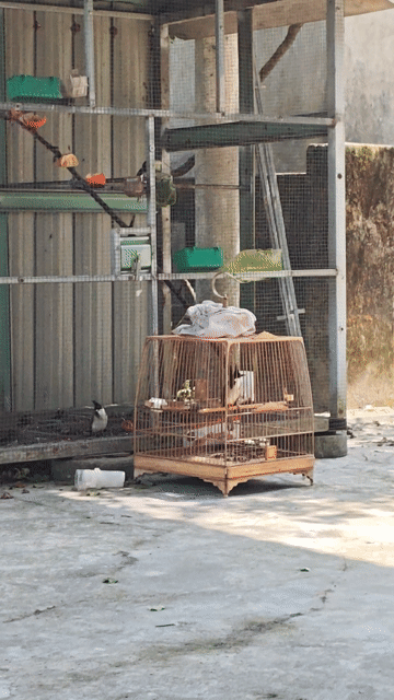 Chia lại em bổi hót ché cả ngày bộ đẹp. Mua bán Chim tại Huyện Phú Lộc Thừa Thiên Huế được đăng bởi Thế hình 1