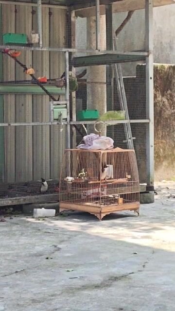 Chia lại em bổi hót ché cả ngày bộ đẹp. Mua bán Chim tại Huyện Phú Lộc Thừa Thiên Huế được đăng bởi Thế hình 1