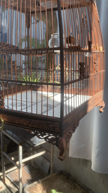 Thái Đấu cần về chủ mới. Mua bán Phụ kiện, Thức ăn, Dịch vụ tại Thị xã Hương Trà Thừa Thiên Huế được đăng bởi Tom V hình 1