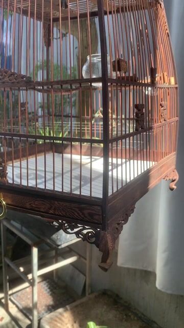 Thái Đấu cần về chủ mới. Mua bán Phụ kiện, Thức ăn, Dịch vụ tại Thị xã Hương Trà Thừa Thiên Huế được đăng bởi Tom V hình 1