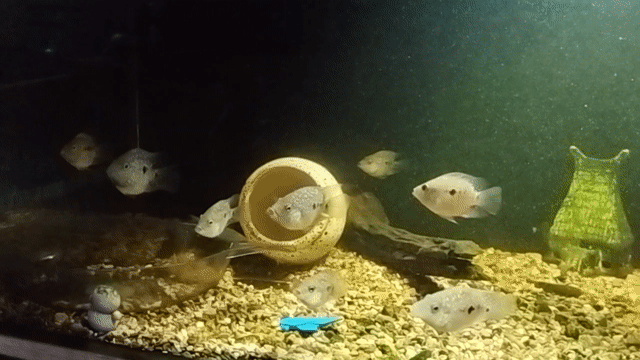Cá cảnh Green Texas Cichlid Short Baby Xanh Đỏ. Mua bán Thú cưng khác tại Quận Gò Vấp Tp Hồ Chí Minh được đăng bởi Quí hình 1