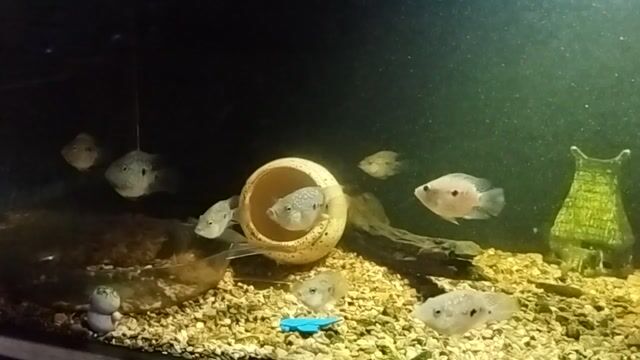 Cá cảnh Green Texas Cichlid Short Baby Xanh Đỏ. Mua bán Thú cưng khác tại Quận Gò Vấp Tp Hồ Chí Minh được đăng bởi Quí hình 1