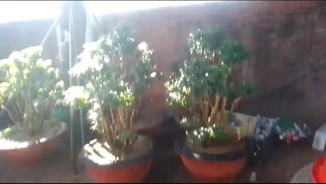 Cây cảnh Mai vạn phúc To. Mua bán Cây cảnh, đồ trang trí tại Huyện Hòa Vang Đà Nẵng được đăng bởi Huynh Thanh hình 1