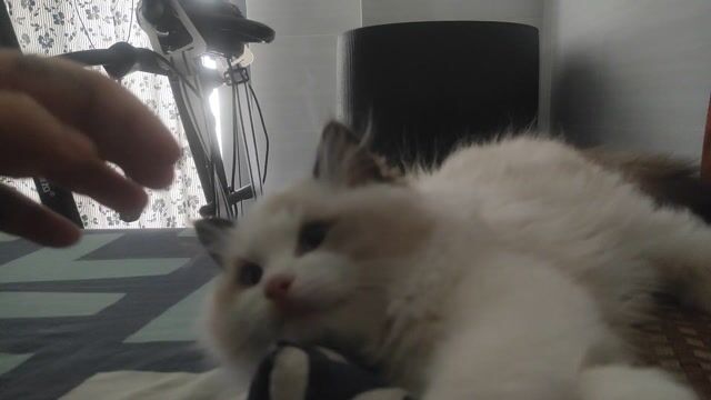 Mèo Ragdoll Trắng hơn 4 tháng tuổi. Mua bán Mèo tại Quận Tân Bình Tp Hồ Chí Minh được đăng bởi Trương Vĩ Minh Huy hình 1