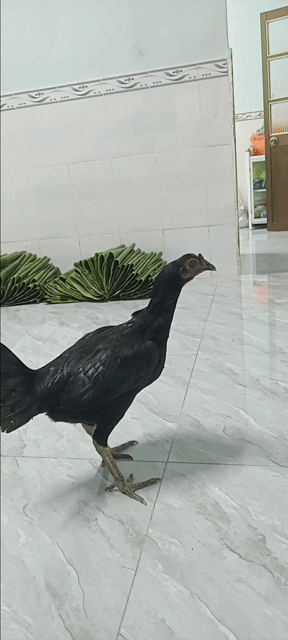 Gà peru black night. Mua bán Gà tại Huyện Cầu Ngang Trà Vinh được đăng bởi Nữ hình 1