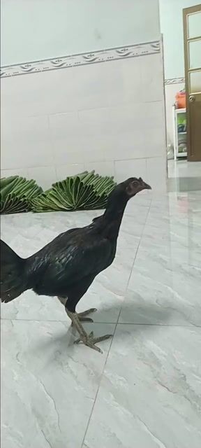 Gà peru black night. Mua bán Gà tại Huyện Cầu Ngang Trà Vinh được đăng bởi Nữ hình 1