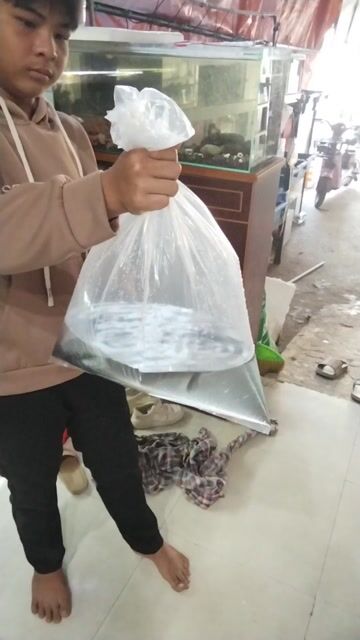 cần sấu hoạ tiểng + hồng Vỹ. Mua bán Thú cưng khác tại Thành phố Thủ Đức Tp Hồ Chí Minh được đăng bởi Vũ Siro hình 1