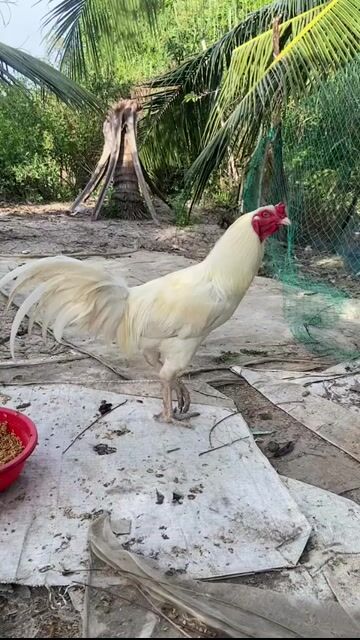 Gà Trắng trống 7 tháng. Mua bán Gà tại Huyện Cái Nước Cà Mau được đăng bởi Gà thái mỹ hình 1