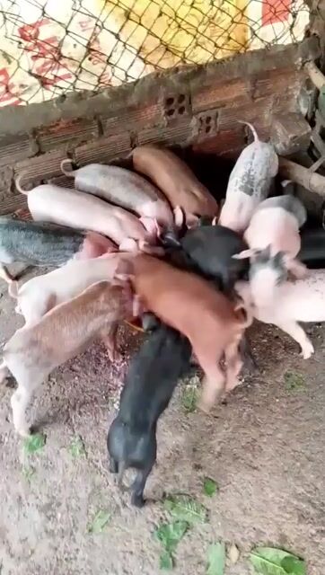 Heo nuôi 6-8kg Đã tiêm đủ. Mua bán Thú cưng khác tại Thành phố Thủ Đức Tp Hồ Chí Minh được đăng bởi chuyên cung cấp gà đông tảo thuần chủng  hình 1