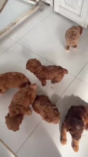 Chó Poodle Đực Cái 2 tháng Đã tiêm phòng. Mua bán Chó tại Huyện Gò Dầu Tây Ninh được đăng bởi trần thị thu hường hình 1