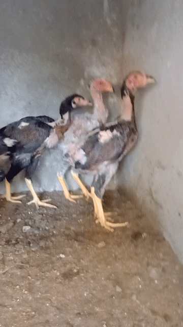 bầy mái đòn tơ. Mua bán Gà tại Thị xã Tân Uyên Bình Dương được đăng bởi Gà Chọi hình 1