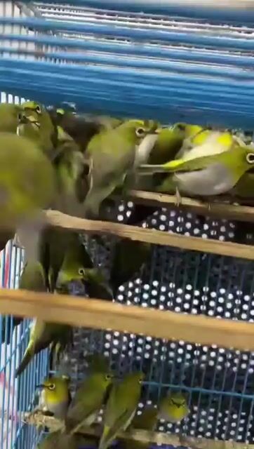 Chim Khuyên trống Xanh vàng. Mua bán Chim tại Huyện Bình Chánh Tp Hồ Chí Minh được đăng bởi chim chim hình 1