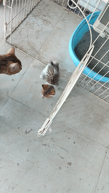 Mèo Trắng. Mua bán Mèo tại Quận Đống Đa Hà Nội được đăng bởi Vu du quoc khanh hình 1