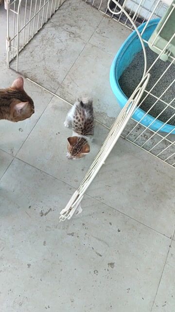 Mèo Trắng. Mua bán Mèo tại Quận Đống Đa Hà Nội được đăng bởi Vu du quoc khanh hình 1