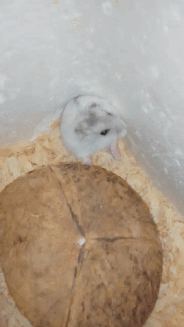 Chuột Hamster Winter White Đực Trắng sọc. Mua bán Thú cưng khác tại Quận Bình Tân Tp Hồ Chí Minh được đăng bởi Nyx Phương hình 1