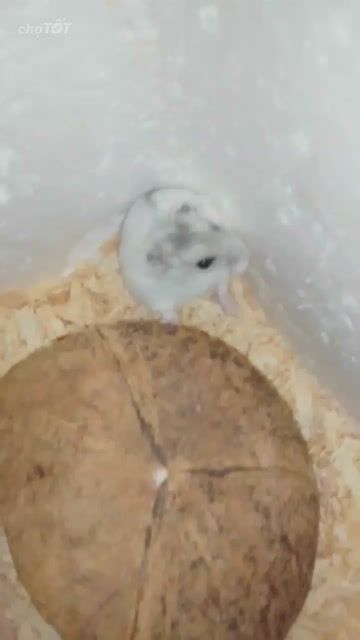 Chuột Hamster Winter White Đực Trắng sọc. Mua bán Thú cưng khác tại Quận Bình Tân Tp Hồ Chí Minh được đăng bởi Nyx Phương hình 1