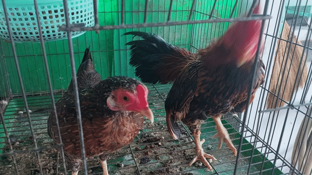Gà mái Tre Bắc Điều Bông . Mua bán Gà tại Quận 11 Tp Hồ Chí Minh được đăng bởi thiên  hình 1