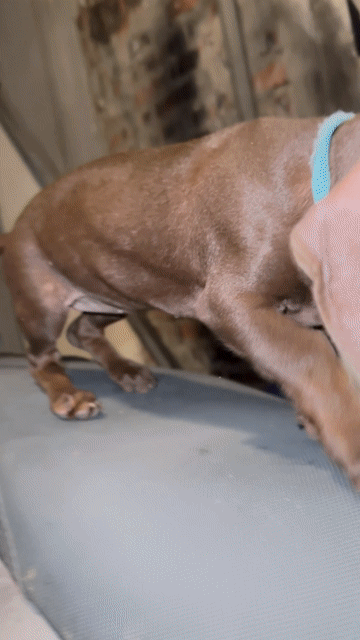Chó Dachshund cái 3 tháng màu Nâu. Mua bán Chó tại Quận Hà Đông Hà Nội được đăng bởi Minh Bảo hình 1