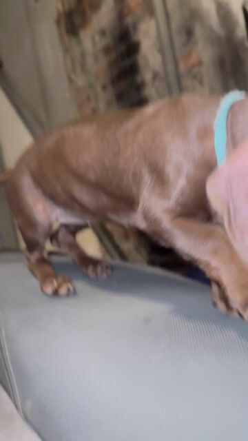 Chó Dachshund cái 3 tháng màu Nâu. Mua bán Chó tại Quận Hà Đông Hà Nội được đăng bởi Minh Bảo hình 1