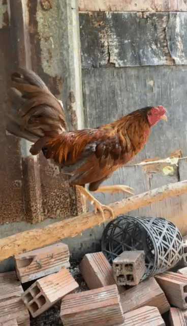 khét 1.1kg. Mua bán Gà tại Huyện Phong Điền Cần Thơ được đăng bởi Minh Thuận hình 1
