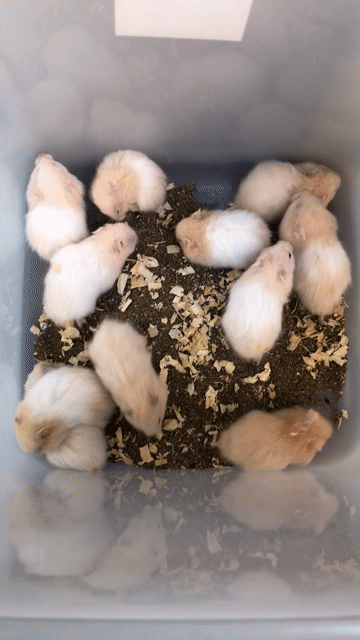 Chuột Hamster Bear xù mơ babii. Mua bán Thú cưng khác tại Quận Bình Tân Tp Hồ Chí Minh được đăng bởi Ở trọ bày đặt bán chụtt hình 1