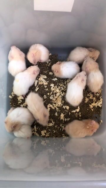 Chuột Hamster Bear xù mơ babii. Mua bán Thú cưng khác tại Quận Bình Tân Tp Hồ Chí Minh được đăng bởi Ở trọ bày đặt bán chụtt hình 1
