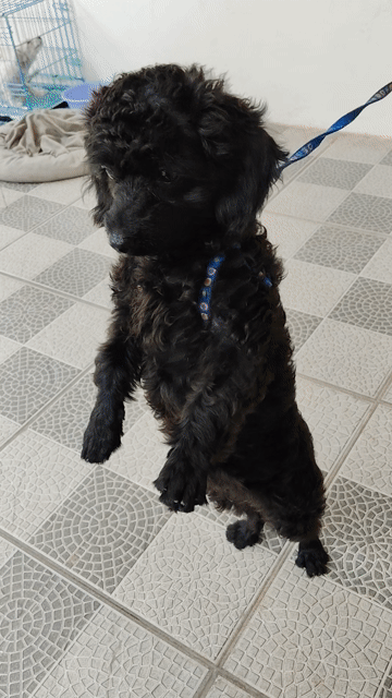 Chó Poodle cái 5 tháng. Mua bán Chó tại Huyện Nhơn Trạch Đồng Nai được đăng bởi Anh Đức hình 1