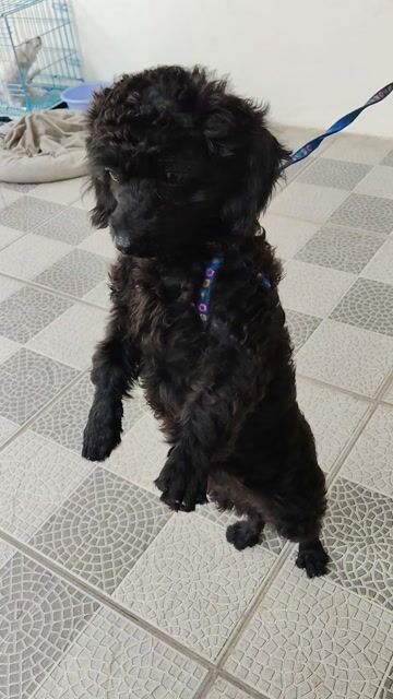 Chó Poodle cái 5 tháng. Mua bán Chó tại Huyện Nhơn Trạch Đồng Nai được đăng bởi Anh Đức hình 1