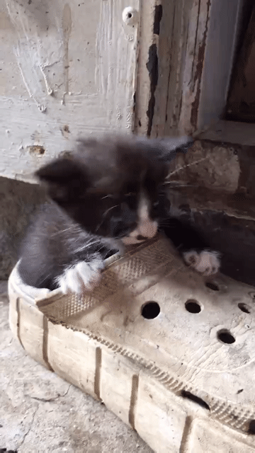 🐈 Nhà dư boss nhỏ nên tìm người nuôi giúp. Mua bán Mèo tại Thị xã Tân Uyên Bình Dương được đăng bởi Minh Tú hình 1