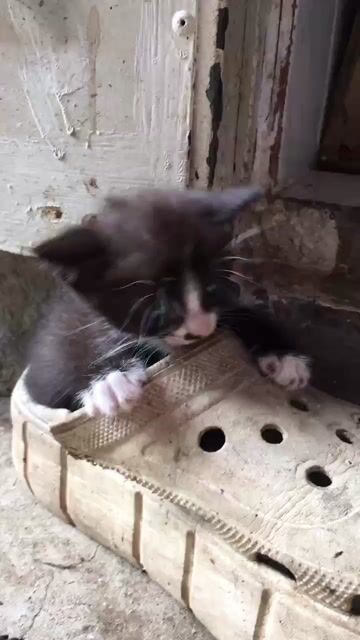 🐈 Nhà dư boss nhỏ nên tìm người nuôi giúp. Mua bán Mèo tại Thị xã Tân Uyên Bình Dương được đăng bởi Minh Tú hình 1