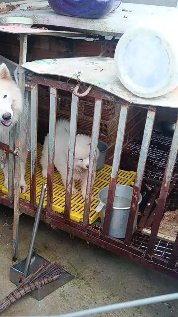 Chó Samoyed Trắng tuyết 50 ngày tuổi. Mua bán Chó tại Thành phố Biên Hòa Đồng Nai được đăng bởi Nguyễn văn thịnh  hình 1