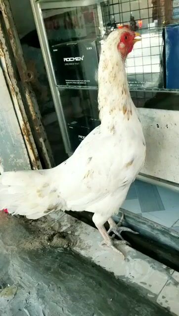 mái nòi bướm cán vuông. Mua bán Gà tại Quận 12 Tp Hồ Chí Minh được đăng bởi minh hình 1