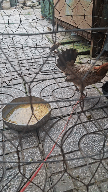 Gà kiểng mái màu Nâu. Mua bán Gà tại Huyện Bình Chánh Tp Hồ Chí Minh được đăng bởi CÔNG TUẤN hình 1