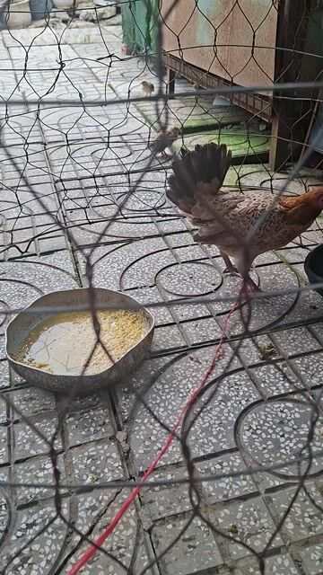 Gà kiểng mái màu Nâu. Mua bán Gà tại Huyện Bình Chánh Tp Hồ Chí Minh được đăng bởi CÔNG TUẤN hình 1