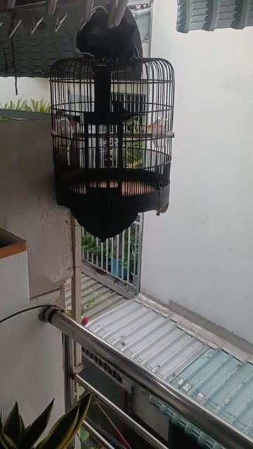 Chim Chòe than 2 mùa. Mua bán Chim tại Huyện Bình Chánh Tp Hồ Chí Minh được đăng bởi Anh vinh hình 1