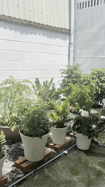 Cho thuê Phòng trọ Huyện Hóc Môn Tp Hồ Chí Minh diện tích 24 m² giá 1,5 triệu/tháng