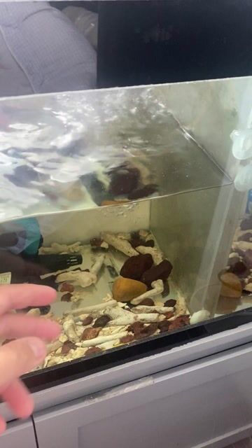 Cá la hán gb. Mua bán Thú cưng khác tại Quận Bình Thạnh Tp Hồ Chí Minh được đăng bởi Coolboy hình 1