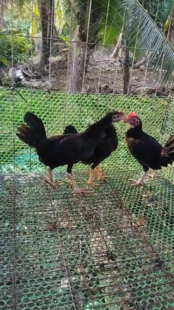 Gà tre butcher 2 trống 1 mái 3 tháng. Mua bán Gà tại Quận Ninh Kiều Cần Thơ được đăng bởi trại gà mỹ hậu Giang  hình 1