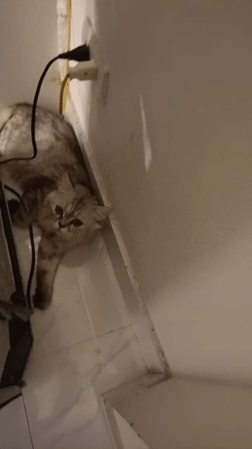 Mèo con Xám trắng Nhanh nhẹn đáng yêu. Mua bán Mèo tại Quận Long Biên Hà Nội được đăng bởi Đặng An Nghi hình 1