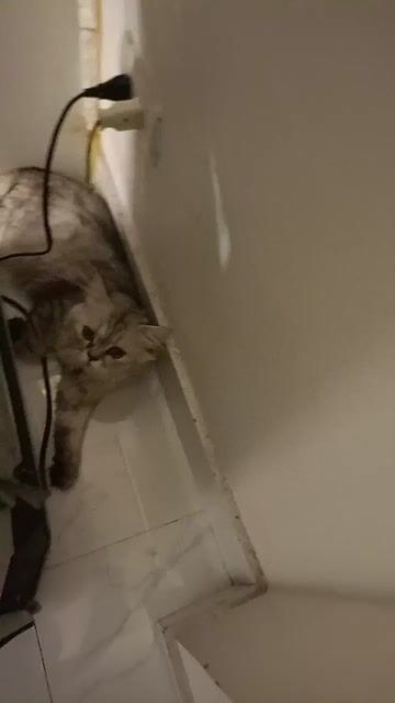Mèo con Xám trắng Nhanh nhẹn đáng yêu. Mua bán Mèo tại Quận Long Biên Hà Nội được đăng bởi Đặng An Nghi hình 1