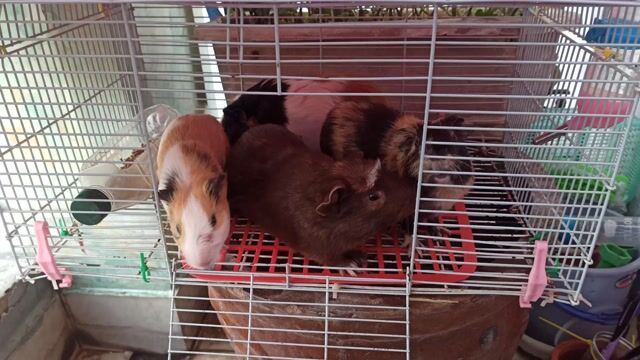 Combo 4 bọ ú đực màu đẹp + Chuồng. Mua bán Thú cưng khác tại Quận Bình Tân Tp Hồ Chí Minh được đăng bởi Ngô Thành Khôn Nguyên hình 1